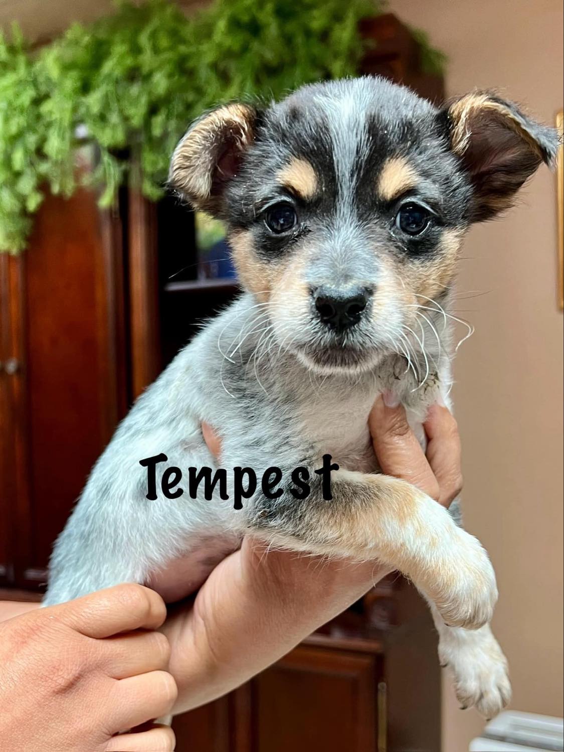 Tempest