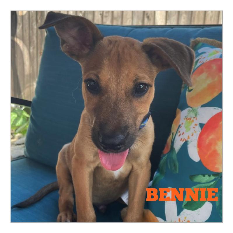 Bennie