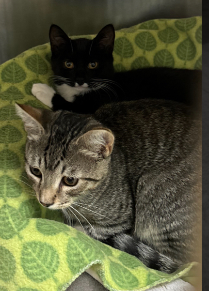 Loretta and Theo Bonded Kitten Pair