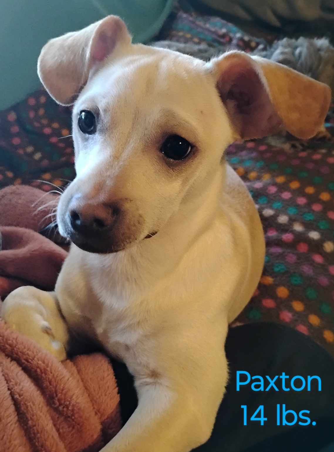 Paxton