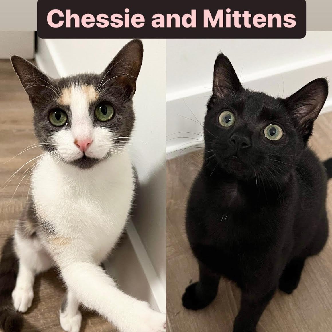 Chessie and Mittens