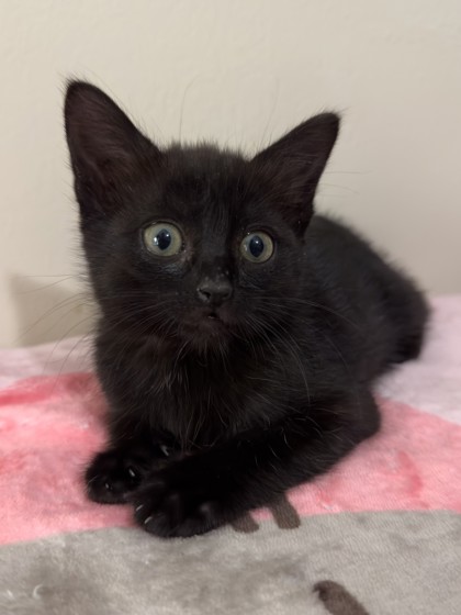 Elaine @ PetSmart in Athens, GA