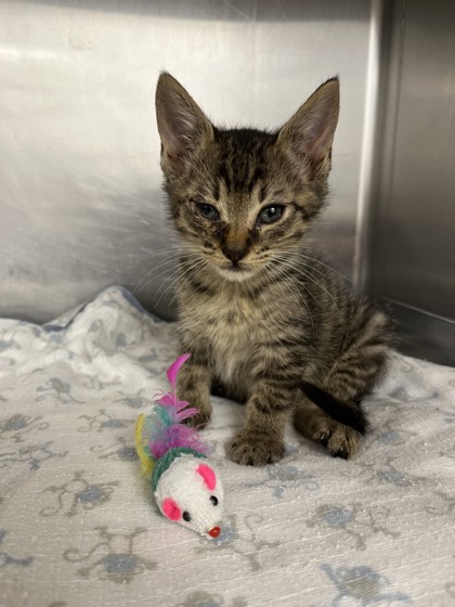 Jason @ PetSmart in Athens, GA