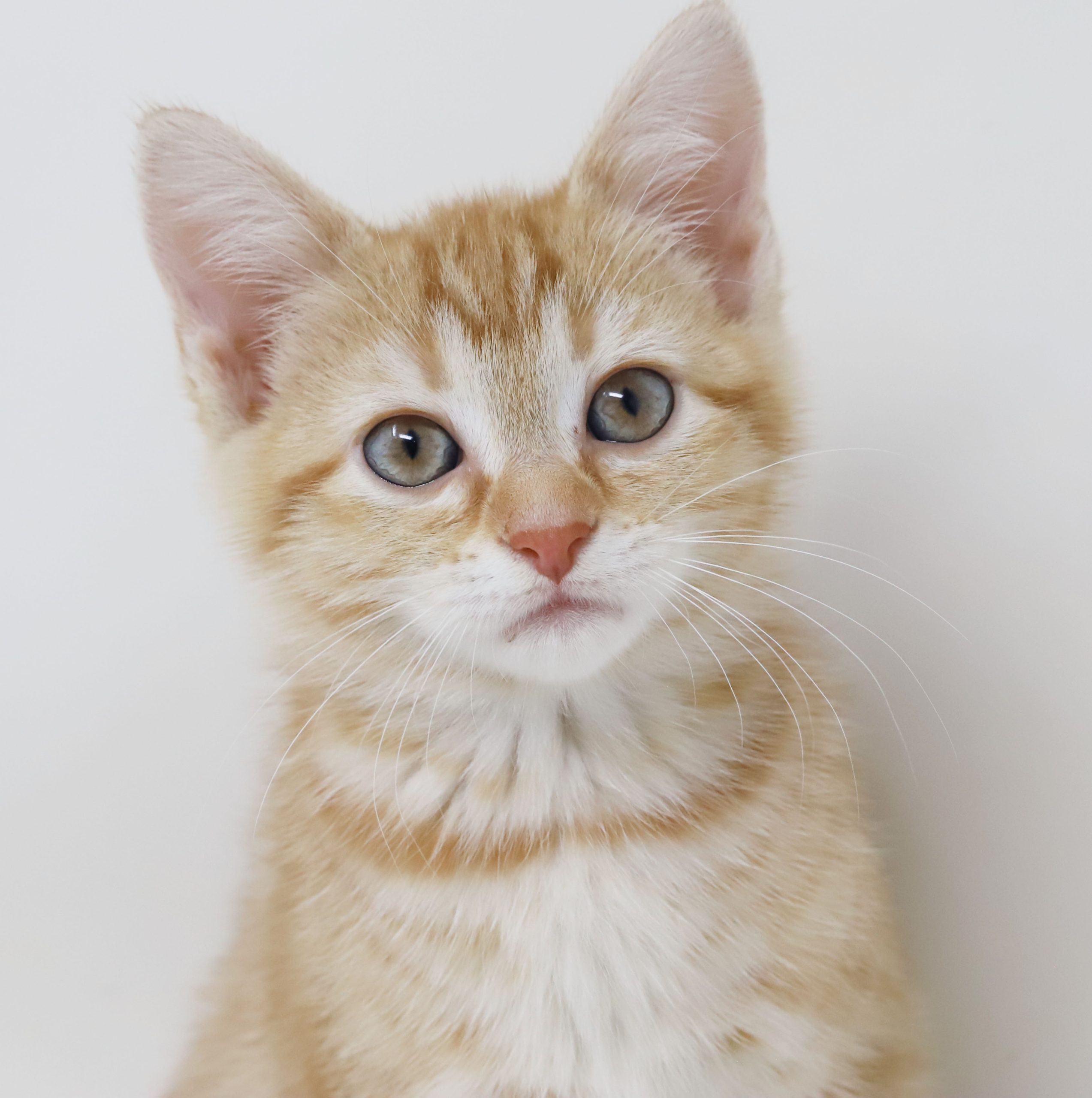 Sarah is our RARE ORANGE FEMALE tiny tot love bug!