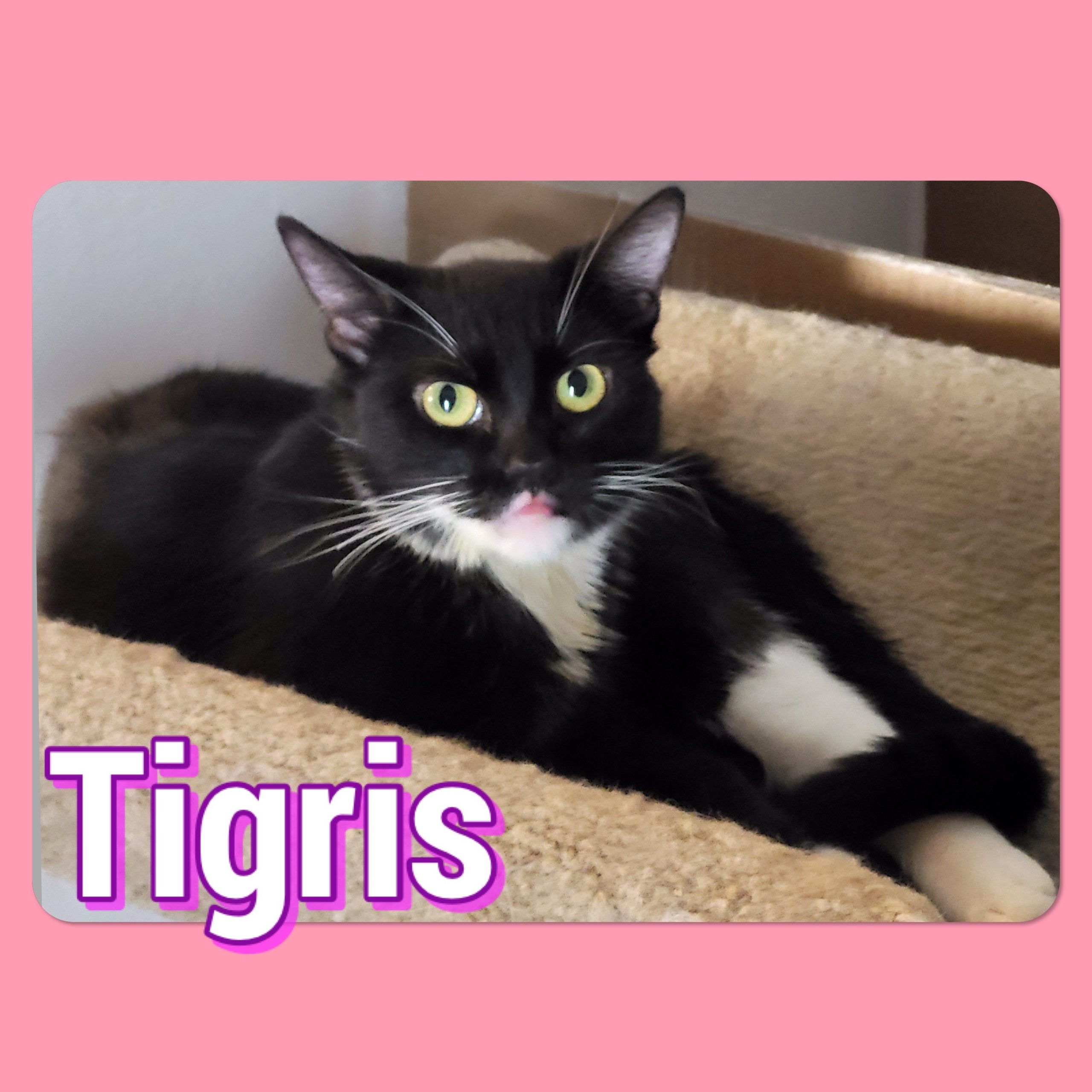 Tigris