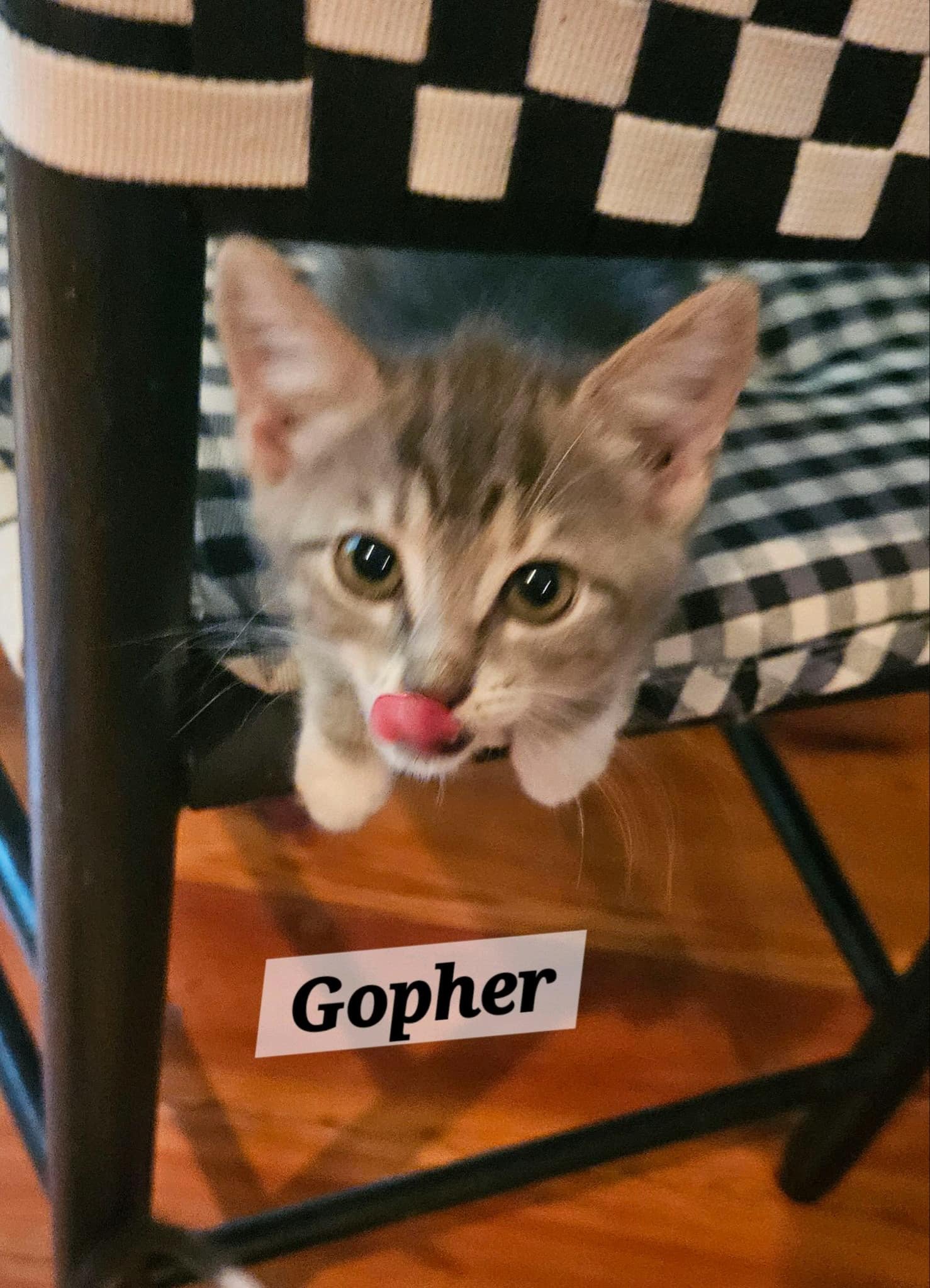 Gopher 