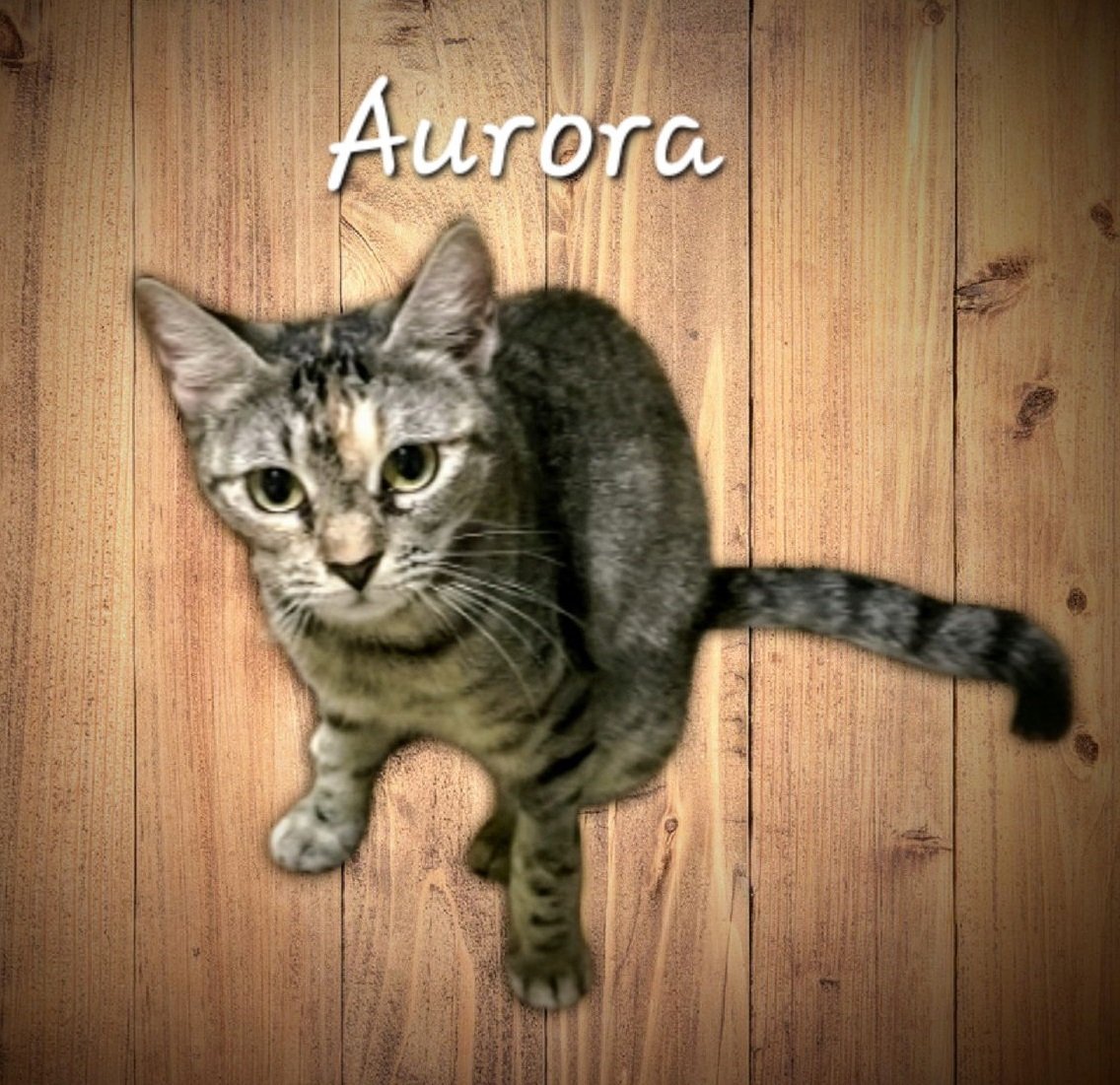 Aurora #All-In