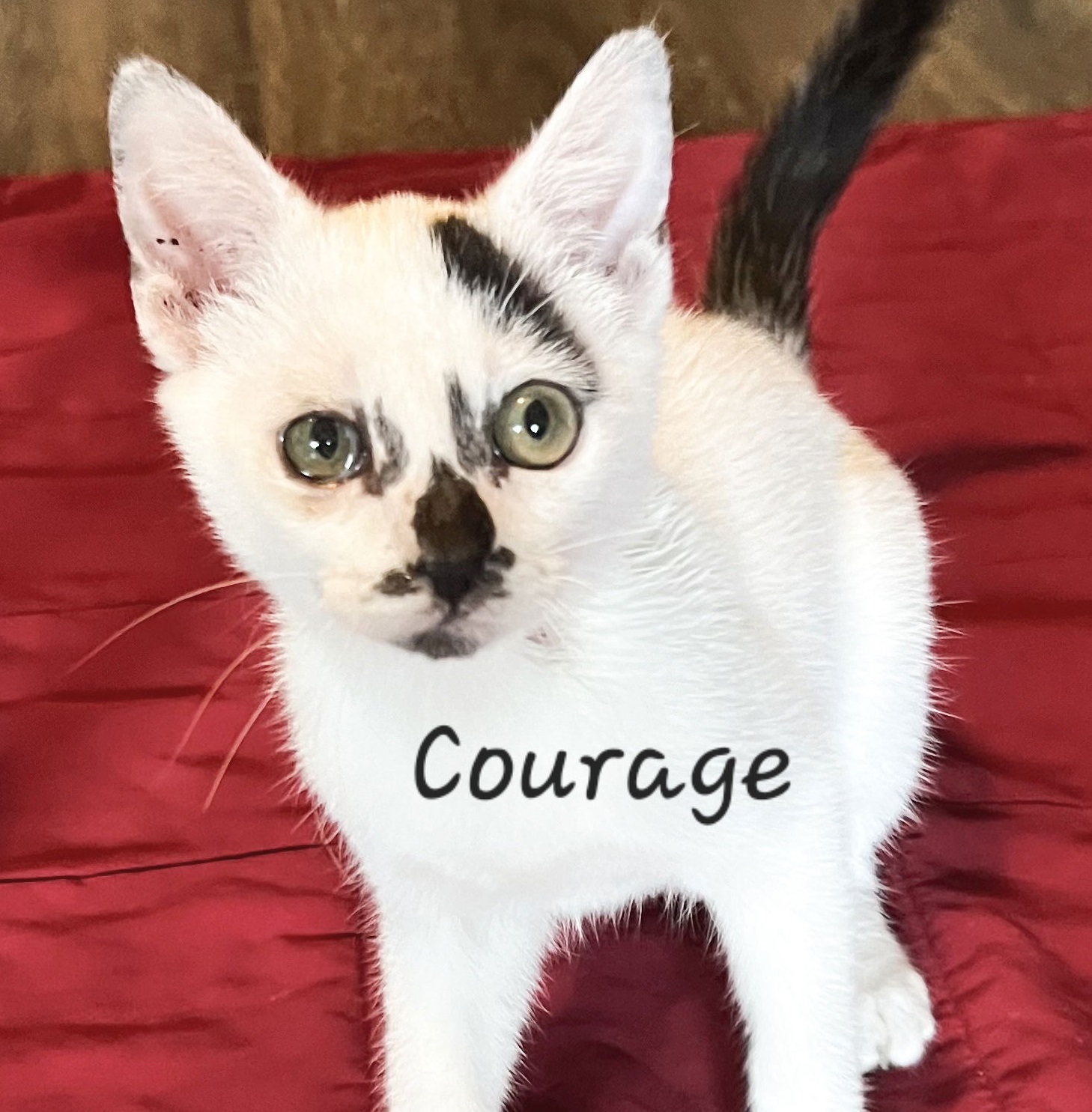 Courage #Chill-Kitty