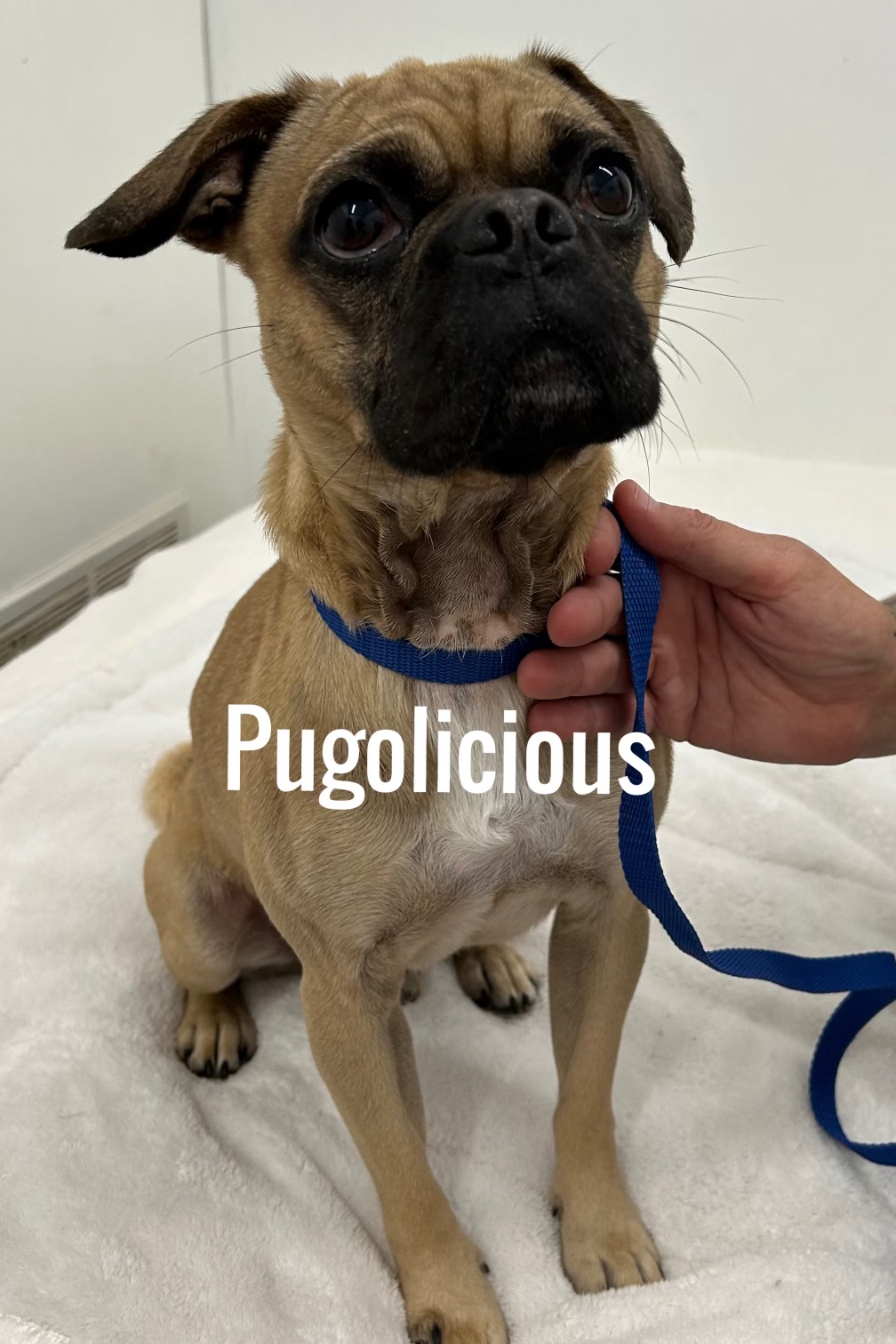 Pugalicious