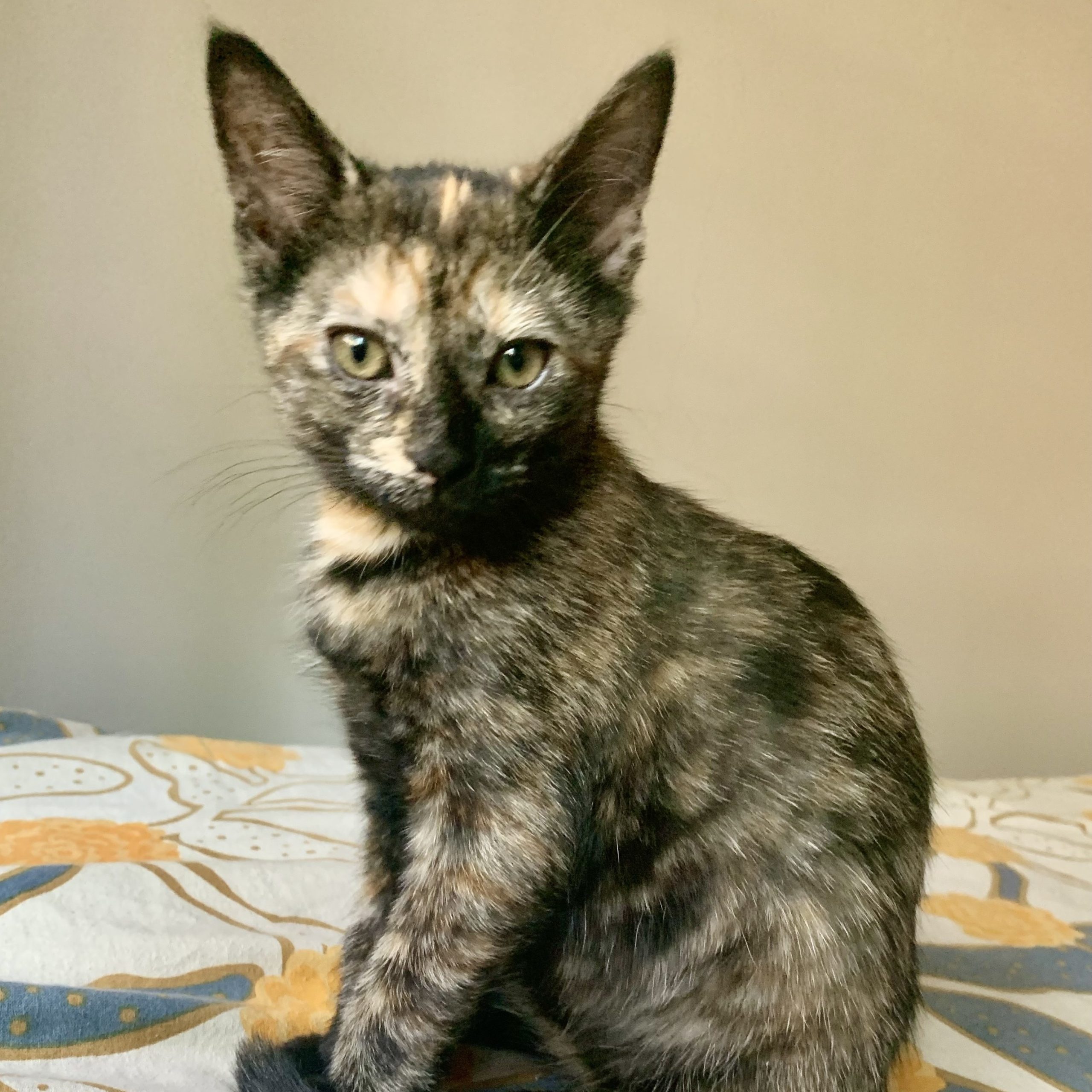 Squirt - Sweet Little Tortie